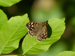 FZ029348 Speckled Wood butterfly (Pararge aegeria).jpg